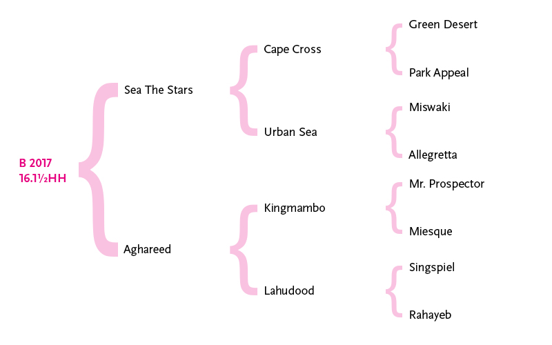OVER26 Hukum pedigree table (3)